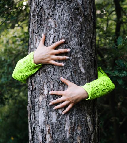 Person wearing a green sweater hugging a tree trunk