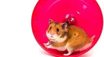 Get off the commodity hamster wheel webinar for bankers